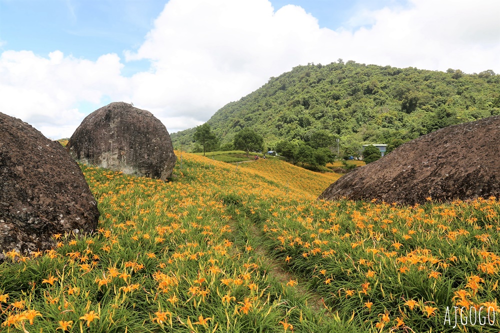 花蓮景點 花蓮赤科山金針花地毯 好像北海道 花蓮金針花季