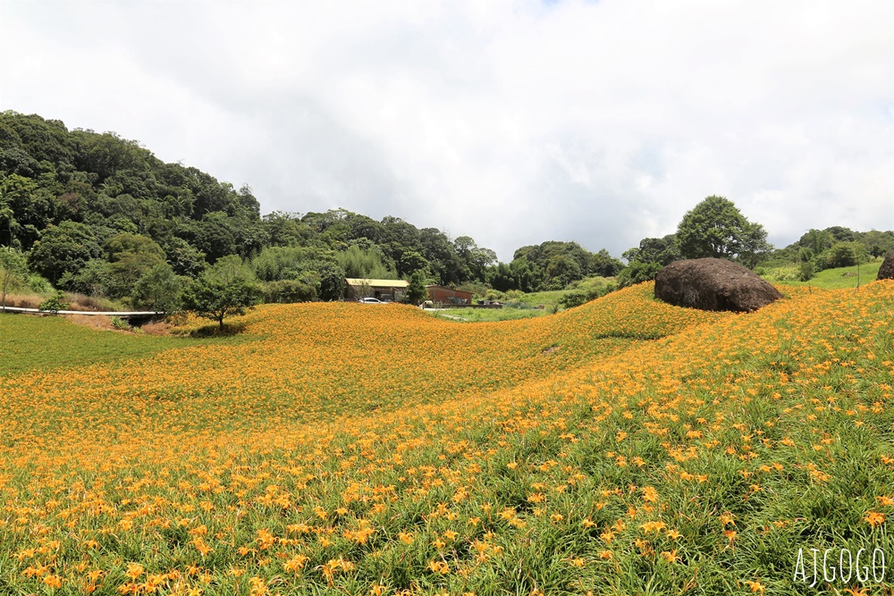 花蓮景點 花蓮赤科山金針花地毯 好像北海道 花蓮金針花季