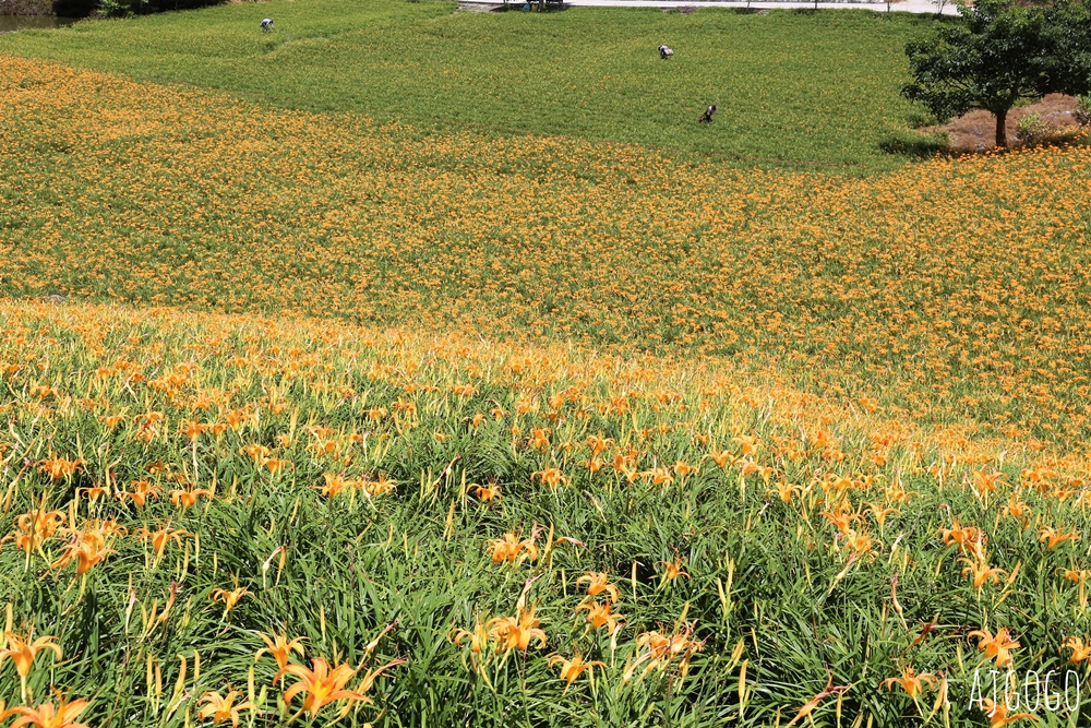 花蓮景點 花蓮赤科山金針花地毯 好像北海道 花蓮金針花季
