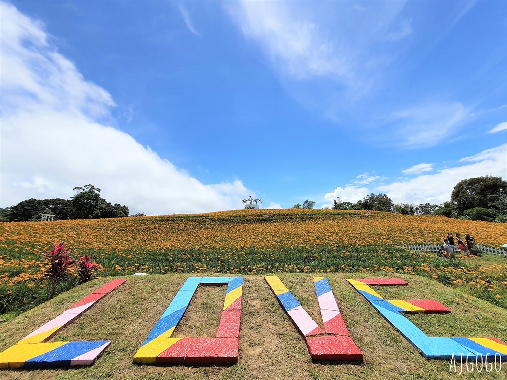 花蓮景點 花蓮赤科山金針花地毯 好像北海道 花蓮金針花季