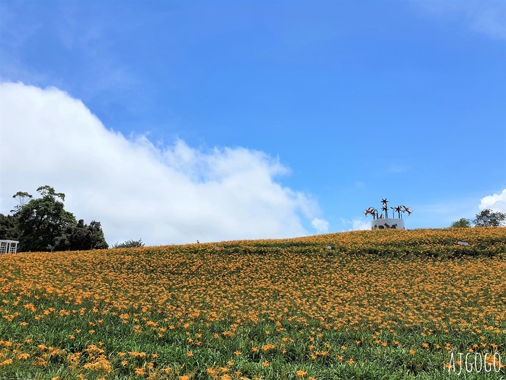 花蓮景點 花蓮赤科山金針花地毯 好像北海道 花蓮金針花季
