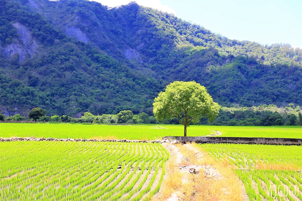 台東景點 縱谷大地藝術季 跟著漂鳥走進197縣道 從台東到池上 @AJ的旅行地圖