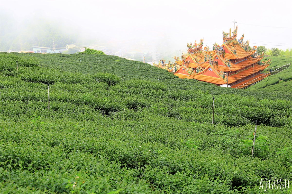 阿里山景點 茶之道、櫻之道、霞之道 走進雲霧裡的登山步道 阿里山一日遊