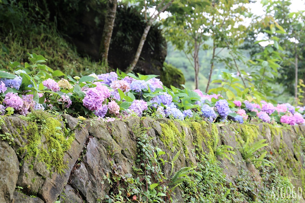 阿里山景點 茶之道、櫻之道、霞之道 走進雲霧裡的登山步道 阿里山一日遊