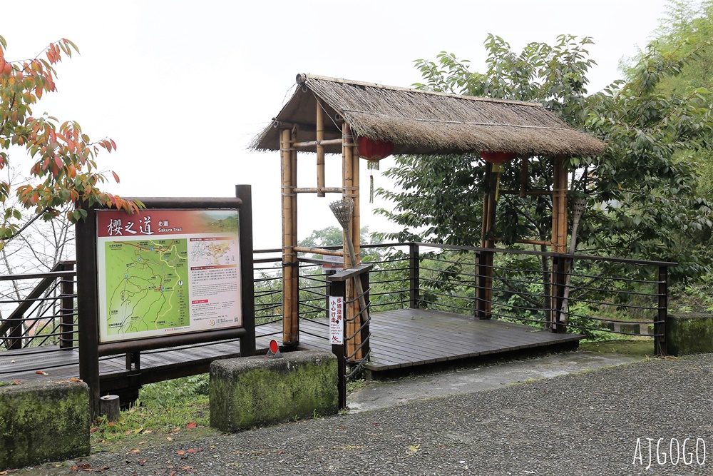 阿里山景點 茶之道、櫻之道、霞之道 走進雲霧裡的登山步道 阿里山一日遊