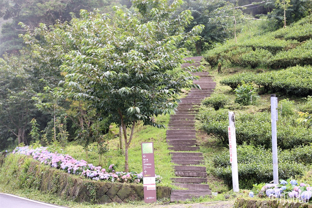 阿里山景點 茶之道、櫻之道、霞之道 走進雲霧裡的登山步道 阿里山一日遊
