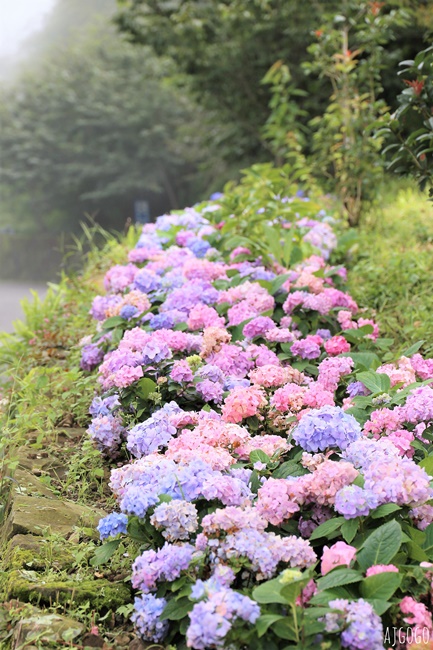 阿里山景點 茶之道、櫻之道、霞之道 走進雲霧裡的登山步道 阿里山一日遊