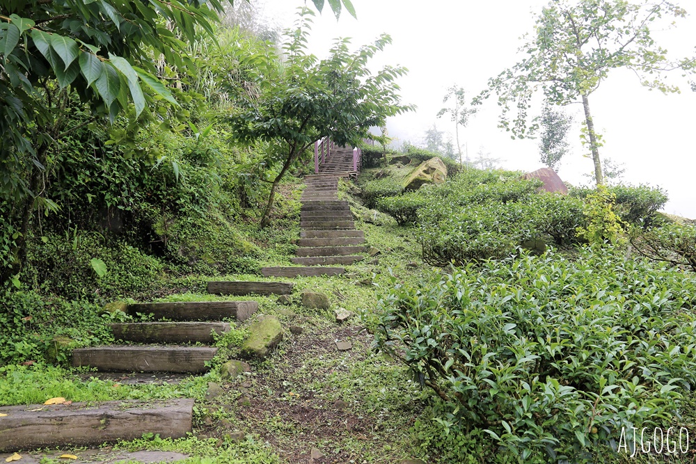 阿里山景點 茶之道、櫻之道、霞之道 走進雲霧裡的登山步道 阿里山一日遊