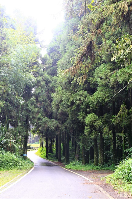 阿里山景點 茶之道、櫻之道、霞之道 走進雲霧裡的登山步道 阿里山一日遊