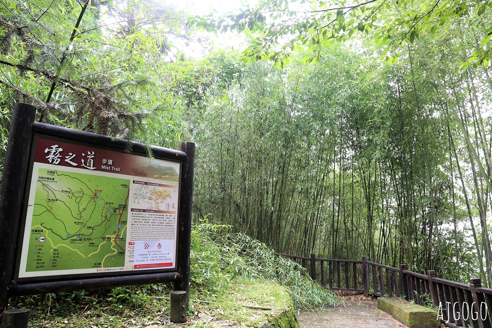 阿里山景點 茶之道、櫻之道、霞之道 走進雲霧裡的登山步道 阿里山一日遊