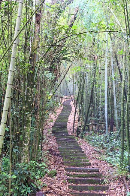 阿里山景點 茶之道、櫻之道、霞之道 走進雲霧裡的登山步道 阿里山一日遊
