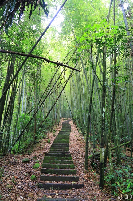 阿里山景點 茶之道、櫻之道、霞之道 走進雲霧裡的登山步道 阿里山一日遊