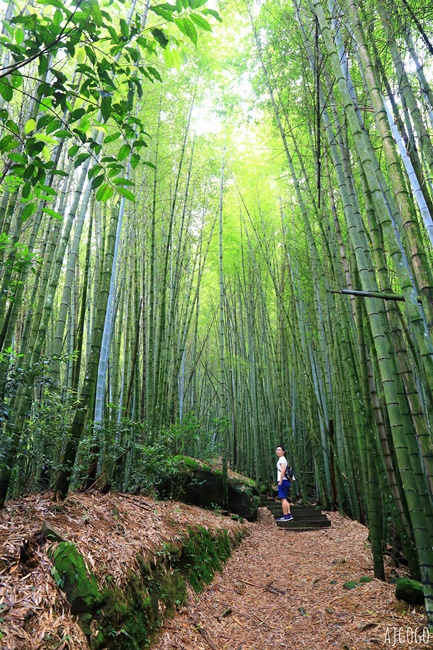 阿里山景點 茶之道、櫻之道、霞之道 走進雲霧裡的登山步道 阿里山一日遊