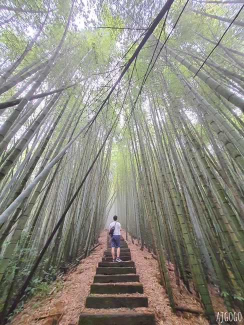阿里山景點 茶之道、櫻之道、霞之道 走進雲霧裡的登山步道 阿里山一日遊