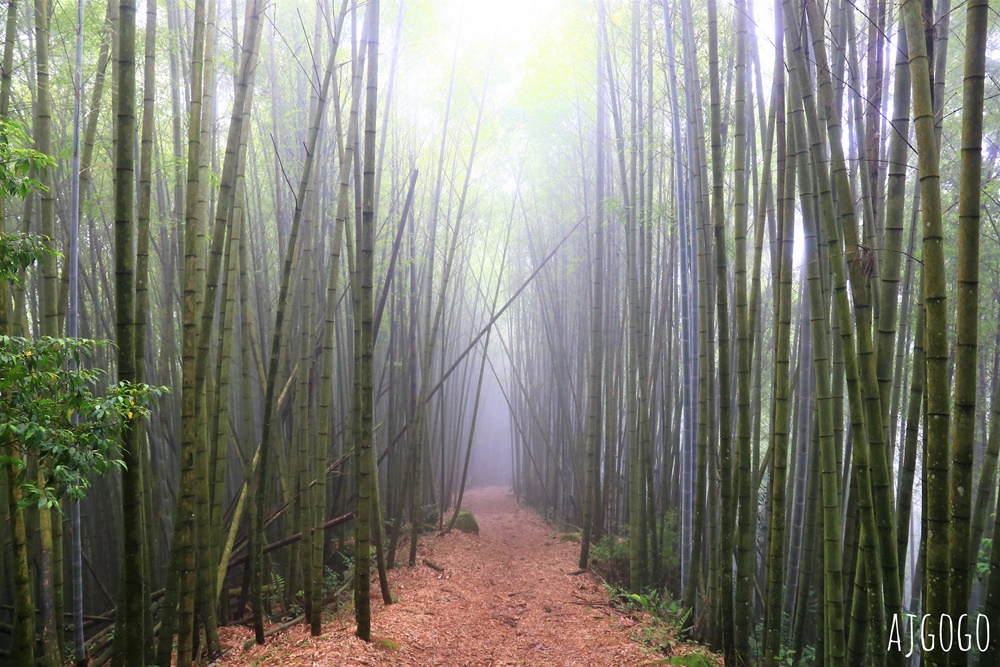 阿里山景點 茶之道、櫻之道、霞之道 走進雲霧裡的登山步道 阿里山一日遊