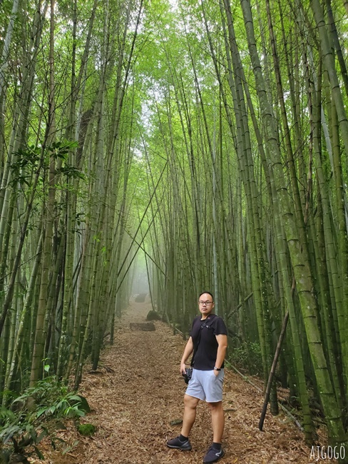阿里山景點 茶之道、櫻之道、霞之道 走進雲霧裡的登山步道 阿里山一日遊