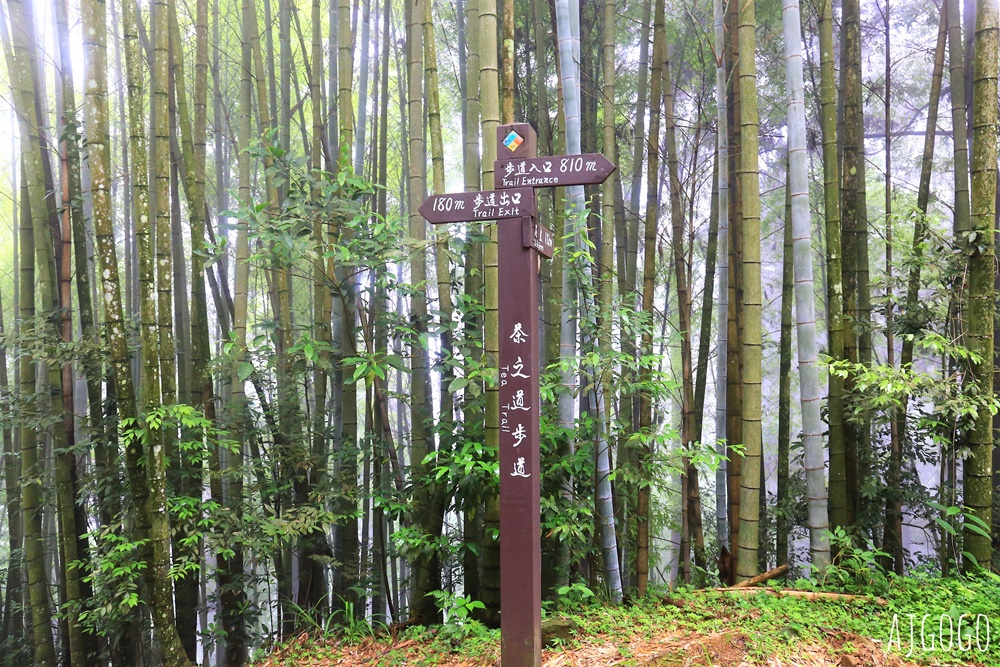 阿里山景點 茶之道、櫻之道、霞之道 走進雲霧裡的登山步道 阿里山一日遊
