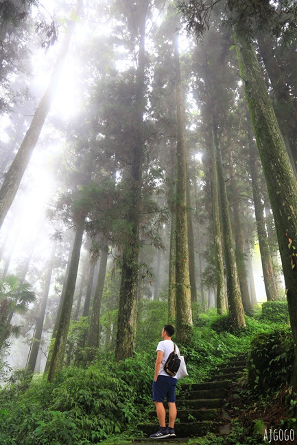 阿里山景點 茶之道、櫻之道、霞之道 走進雲霧裡的登山步道 阿里山一日遊