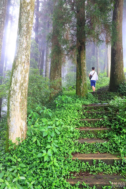 阿里山景點 茶之道、櫻之道、霞之道 走進雲霧裡的登山步道 阿里山一日遊
