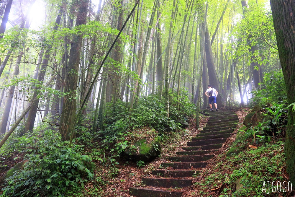 阿里山景點 茶之道、櫻之道、霞之道 走進雲霧裡的登山步道 阿里山一日遊