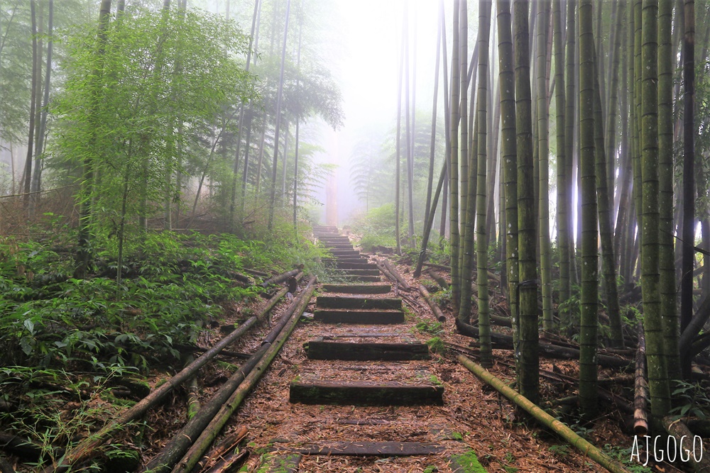 阿里山景點 茶之道、櫻之道、霞之道 走進雲霧裡的登山步道 阿里山一日遊