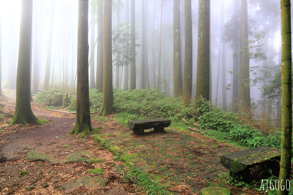 阿里山景點 茶之道、櫻之道、霞之道 走進雲霧裡的登山步道 阿里山一日遊
