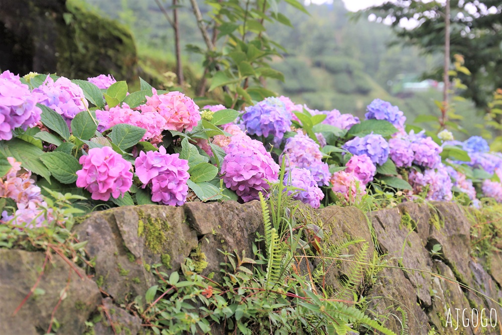 阿里山景點 茶之道、櫻之道、霞之道 走進雲霧裡的登山步道 阿里山一日遊