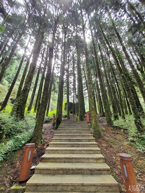 2026阿里山森林遊樂區 兩天一夜走緩慢走山林 吸飽芬多精 阿里山一日遊也可以