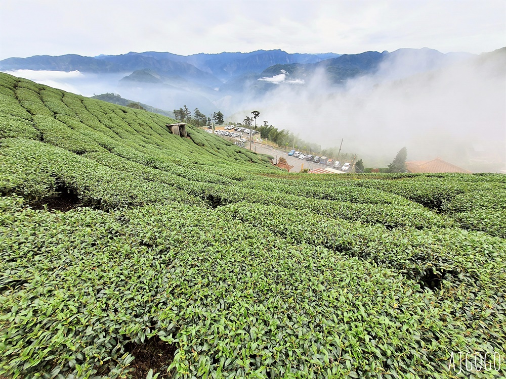 嘉義梅山景點 二尖山步道 茶園步道 雲海、雲瀑一次滿足 嘉義景點推薦