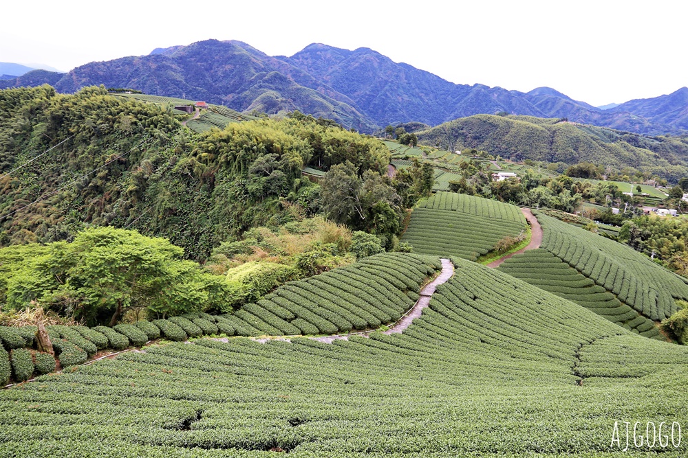 嘉義景點 1314觀景台 嘉義梅山最美茶園步道 御茶園廣告拍攝點