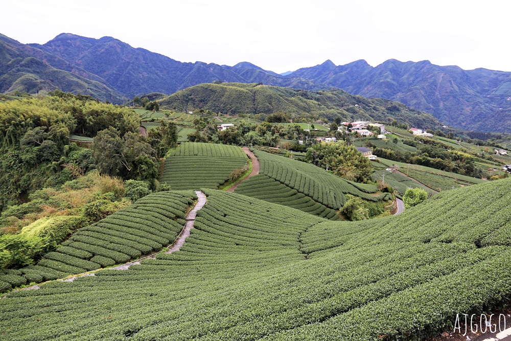 嘉義景點 1314觀景台 嘉義梅山最美茶園步道 御茶園廣告拍攝點