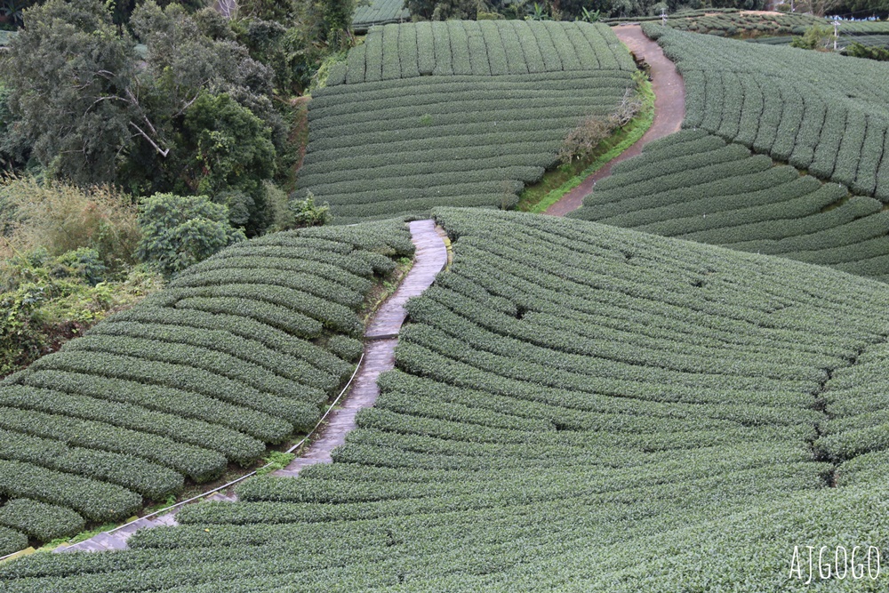 嘉義景點 1314觀景台 嘉義梅山最美茶園步道 御茶園廣告拍攝點