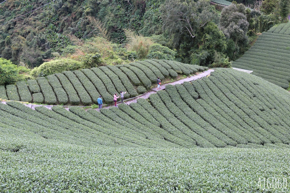 嘉義景點 1314觀景台 嘉義梅山最美茶園步道 御茶園廣告拍攝點