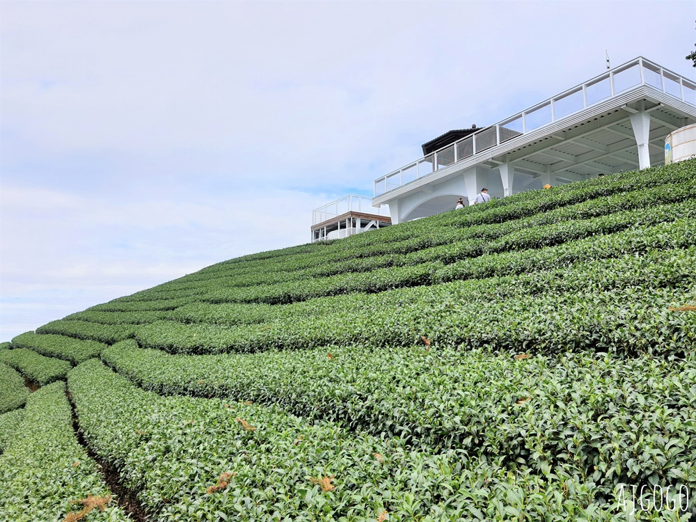 嘉義景點 1314觀景台 嘉義梅山最美茶園步道 御茶園廣告拍攝點