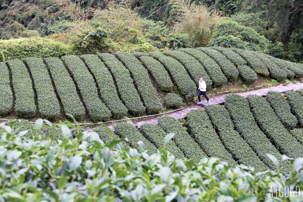 嘉義景點 1314觀景台 嘉義梅山最美茶園步道 御茶園廣告拍攝點