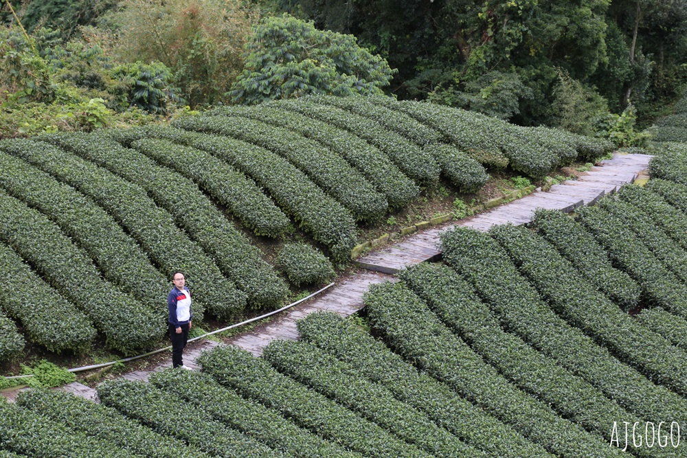嘉義景點 1314觀景台 嘉義梅山最美茶園步道 御茶園廣告拍攝點