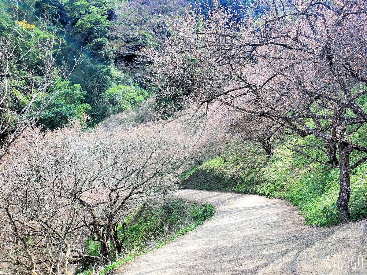 南投景點 7號梅莊 南投國姓鄉賞梅花景點 每年12月底~1月開花 @AJ的旅行地圖