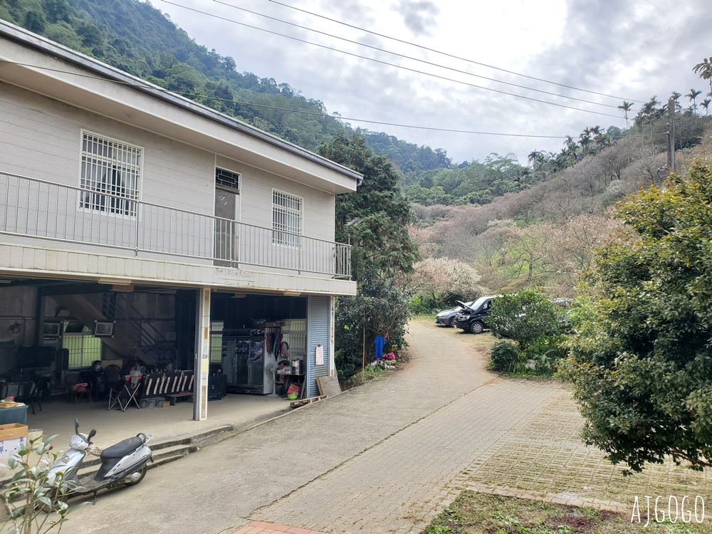 南投景點 7號梅莊 南投國姓鄉賞梅花景點 每年12月底~1月開花