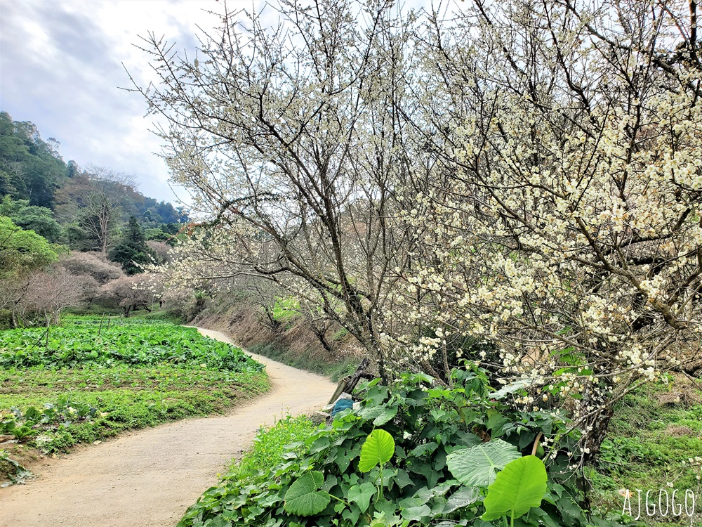 南投景點 7號梅莊 南投國姓鄉賞梅花景點 每年12月底~1月開花