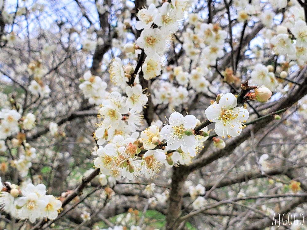 南投景點 7號梅莊 南投國姓鄉賞梅花景點 每年12月底~1月開花