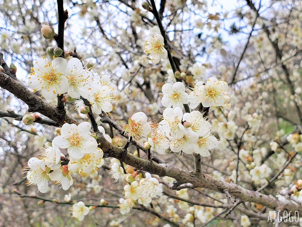 南投景點 7號梅莊 南投國姓鄉賞梅花景點 每年12月底~1月開花