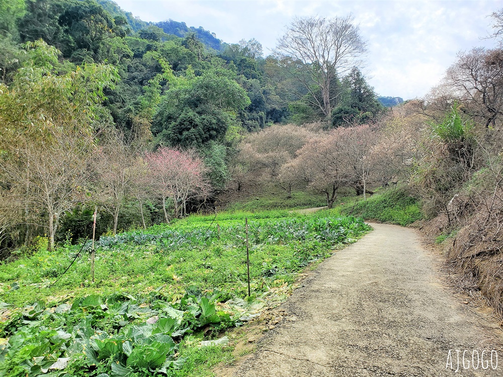 南投景點 7號梅莊 南投國姓鄉賞梅花景點 每年12月底~1月開花
