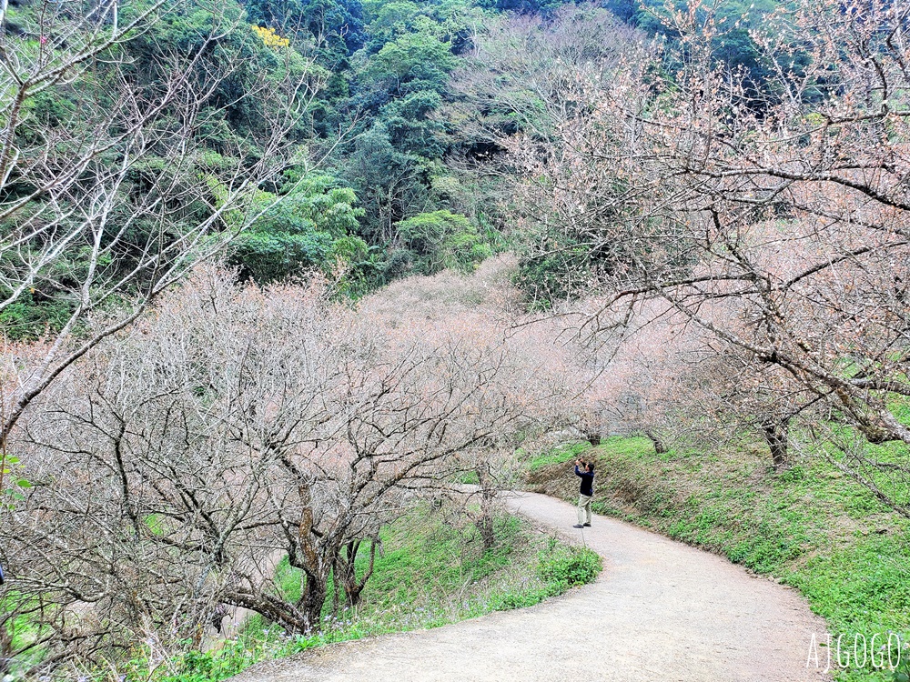 南投景點 7號梅莊 南投國姓鄉賞梅花景點 每年12月底~1月開花