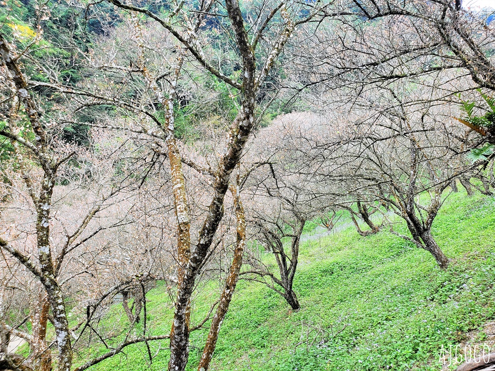 南投景點 7號梅莊 南投國姓鄉賞梅花景點 每年12月底~1月開花