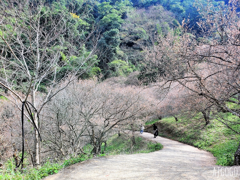南投景點 7號梅莊 南投國姓鄉賞梅花景點 每年12月底~1月開花