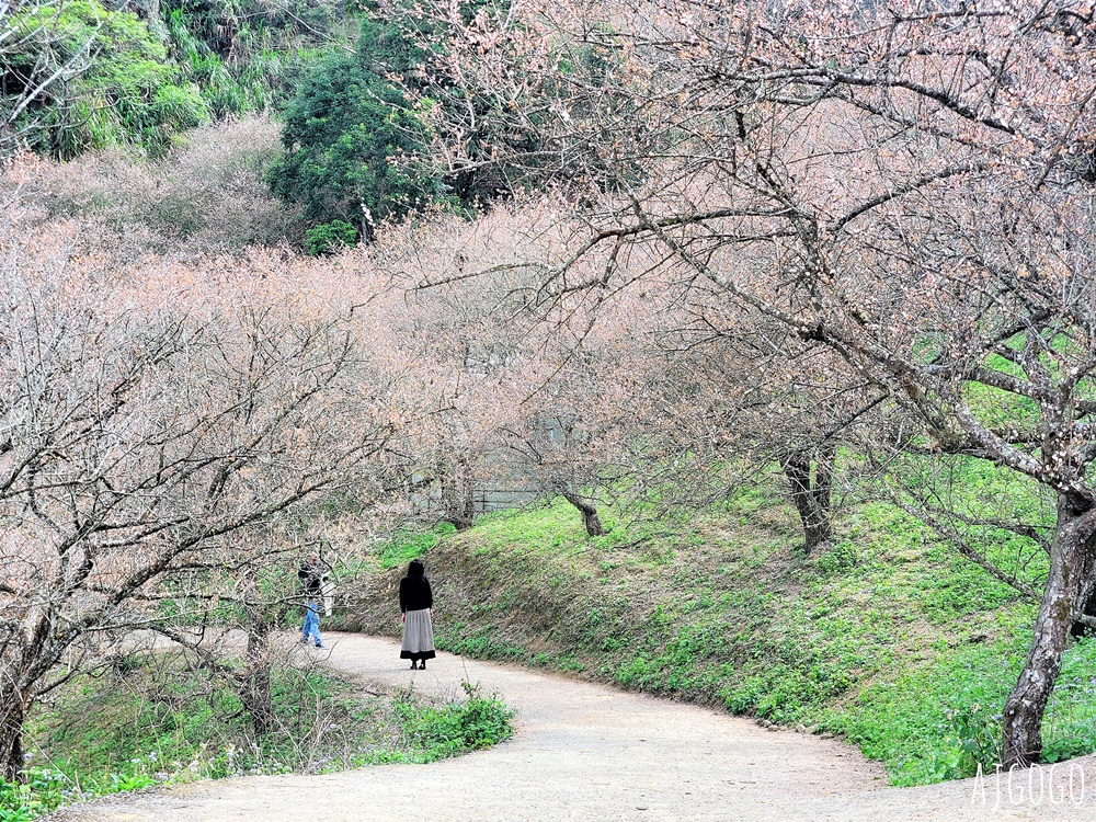 南投景點 7號梅莊 南投國姓鄉賞梅花景點 每年12月底~1月開花
