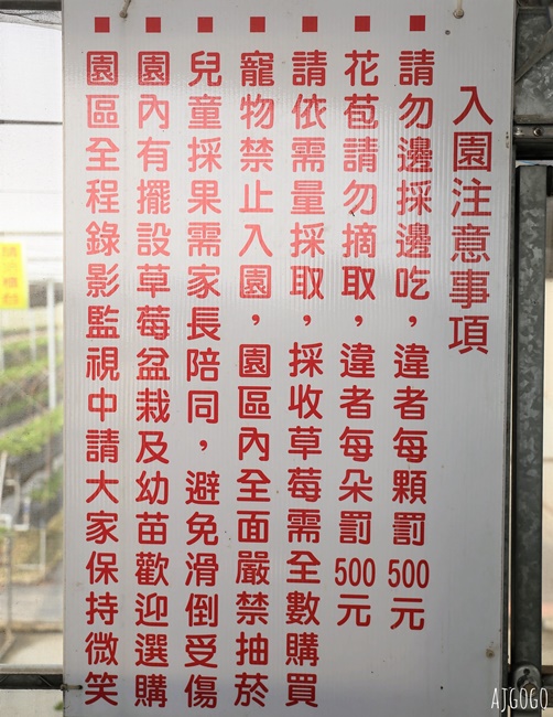台南七股草莓園 台南也可以採無毒草莓 每年12月中~1月結果