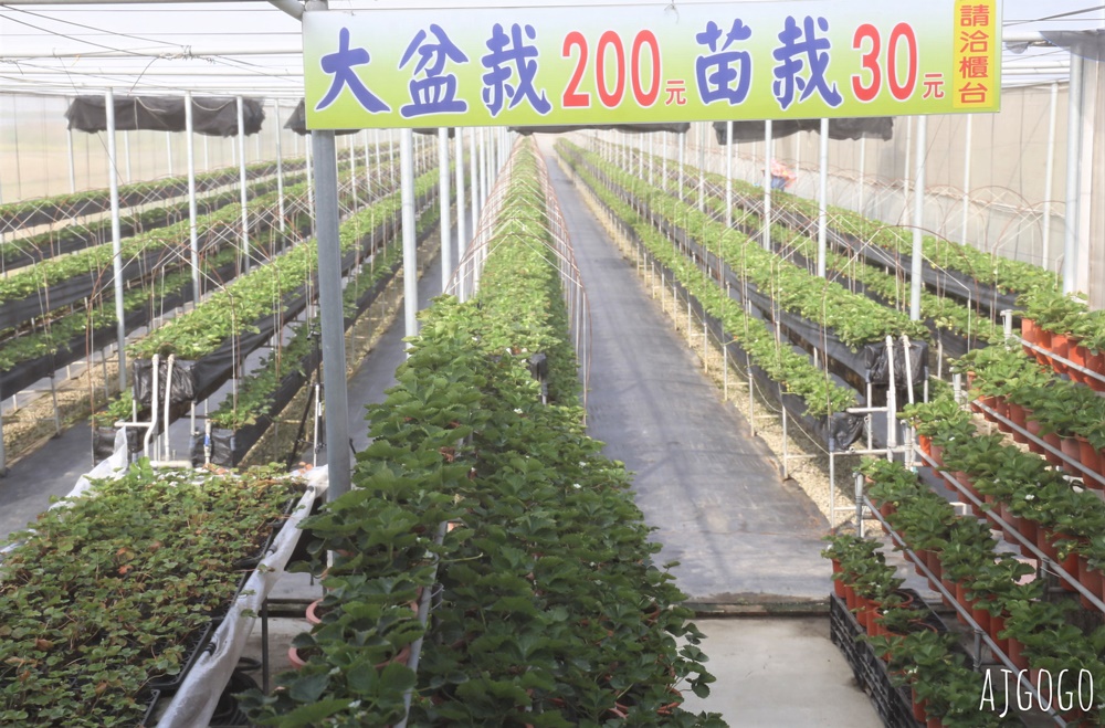 台南七股草莓園 台南也可以採無毒草莓 每年12月中~1月結果