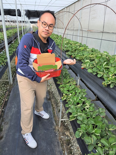 台南七股草莓園 台南也可以採無毒草莓 每年12月中~1月結果