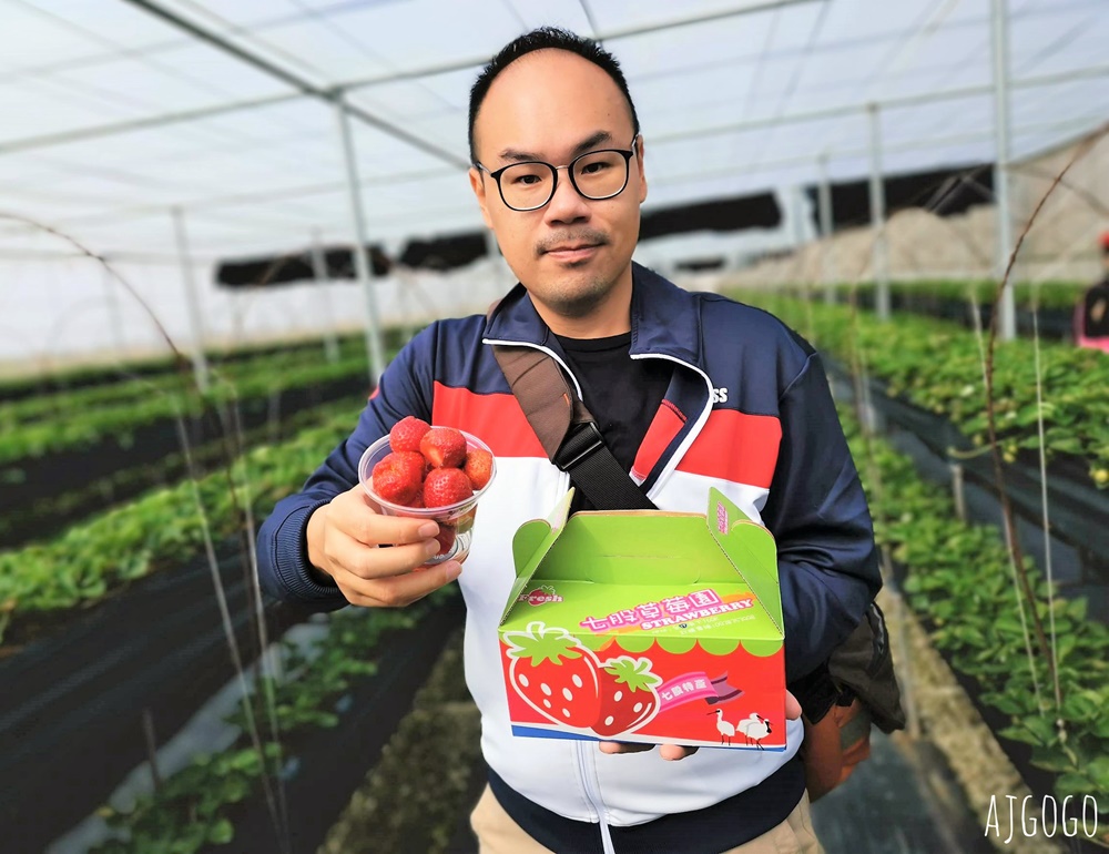台南七股草莓園 台南也可以採無毒草莓 每年12月中~1月結果